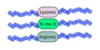 Peptide metilate